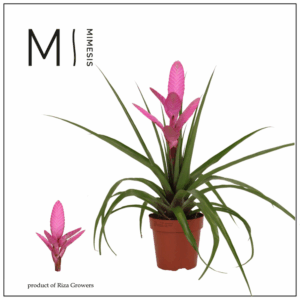 Mimesis Tillandsia Antonio - 12 cm