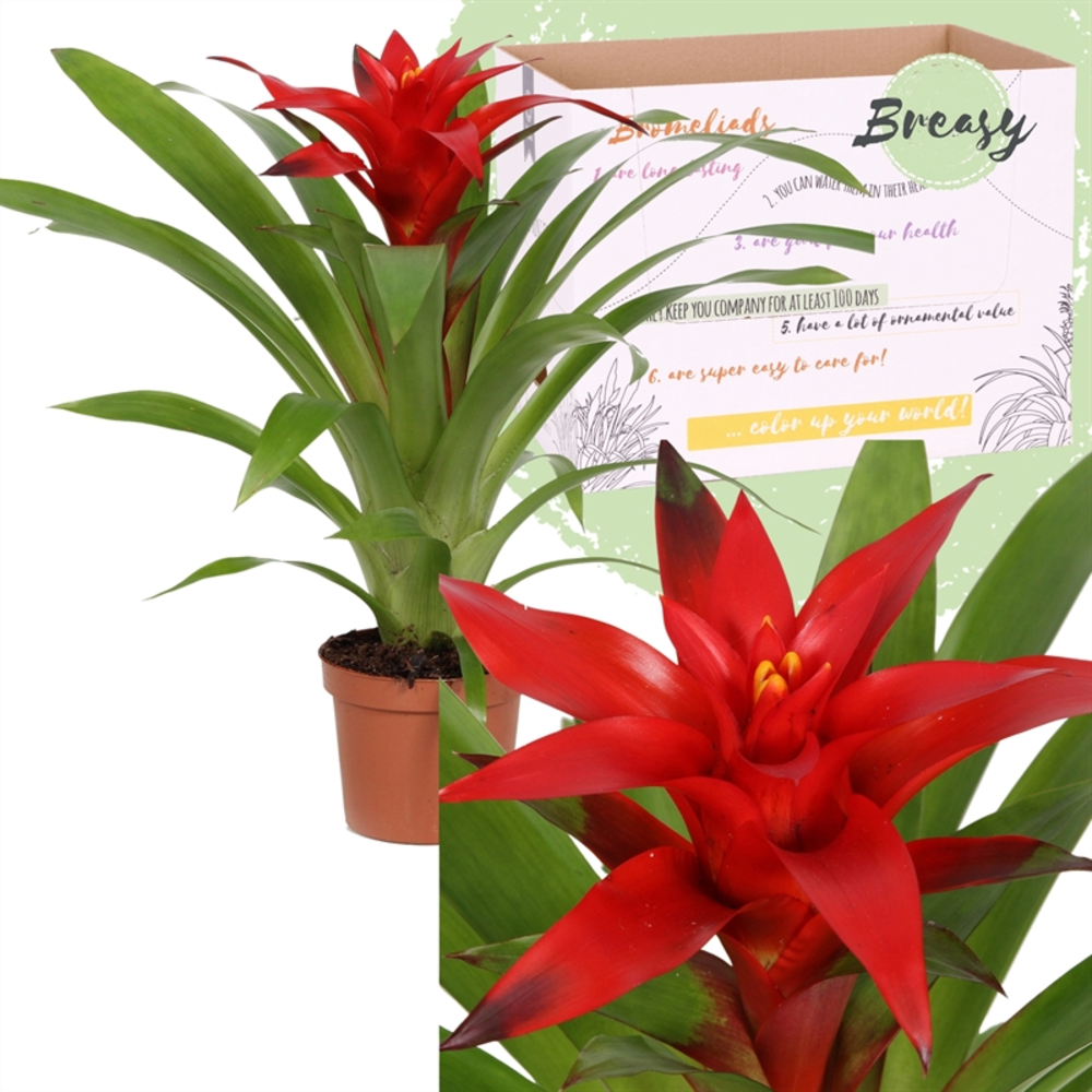 Guzmania Blitz.
