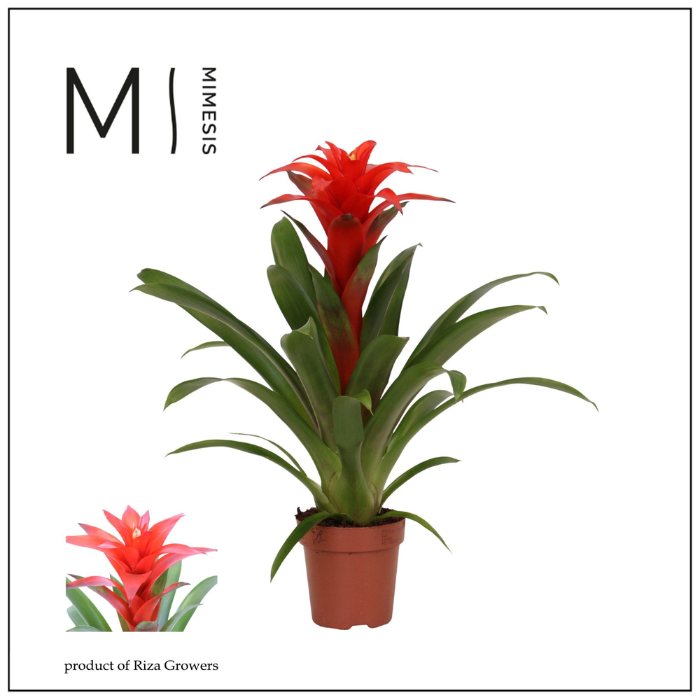 Mimesis Guzmania Calypso - 12 cm.
