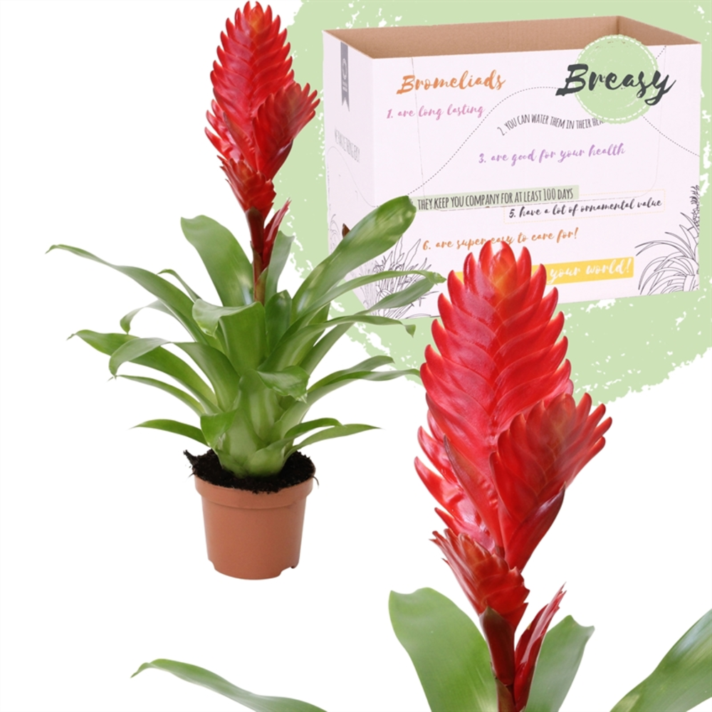 Vriesea Christiane.