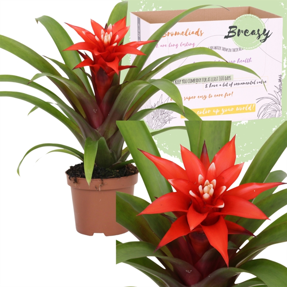 Guzmania Confetti.