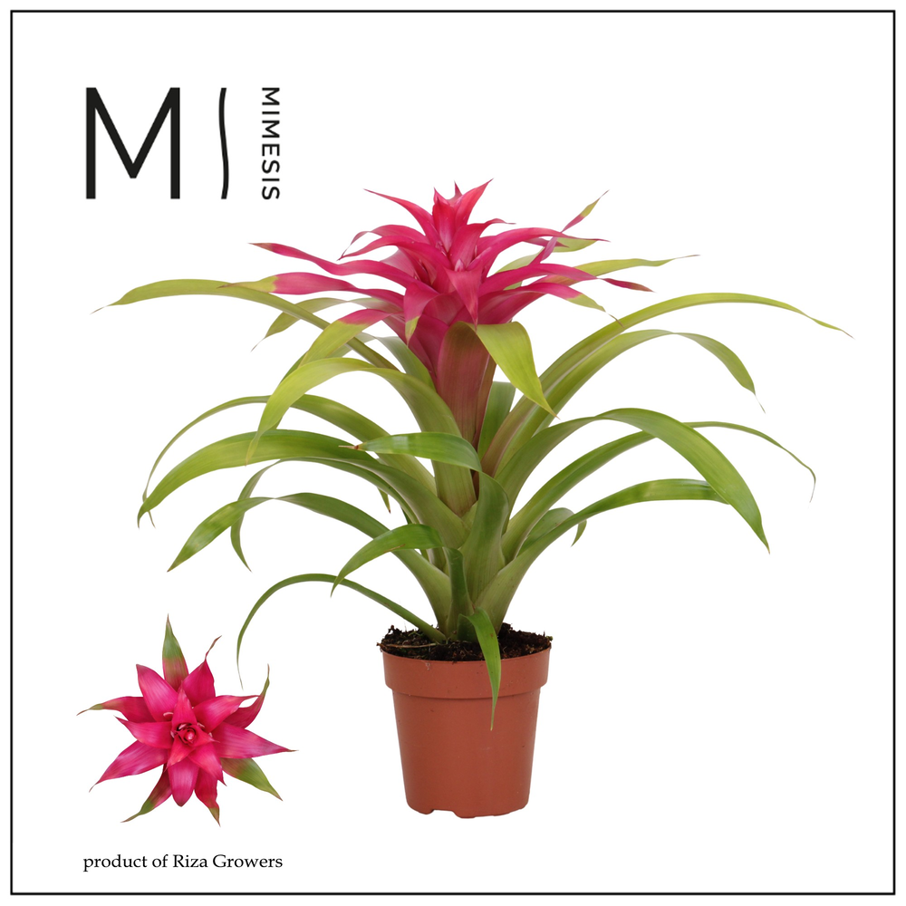 Mimesis Guzmania Deseo Pink - 12 cm.