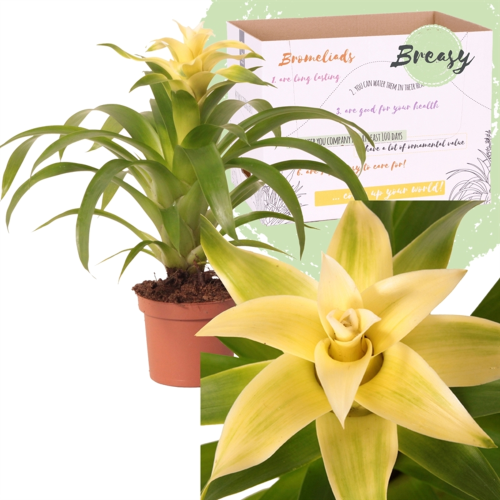 Guzmania Evelien.