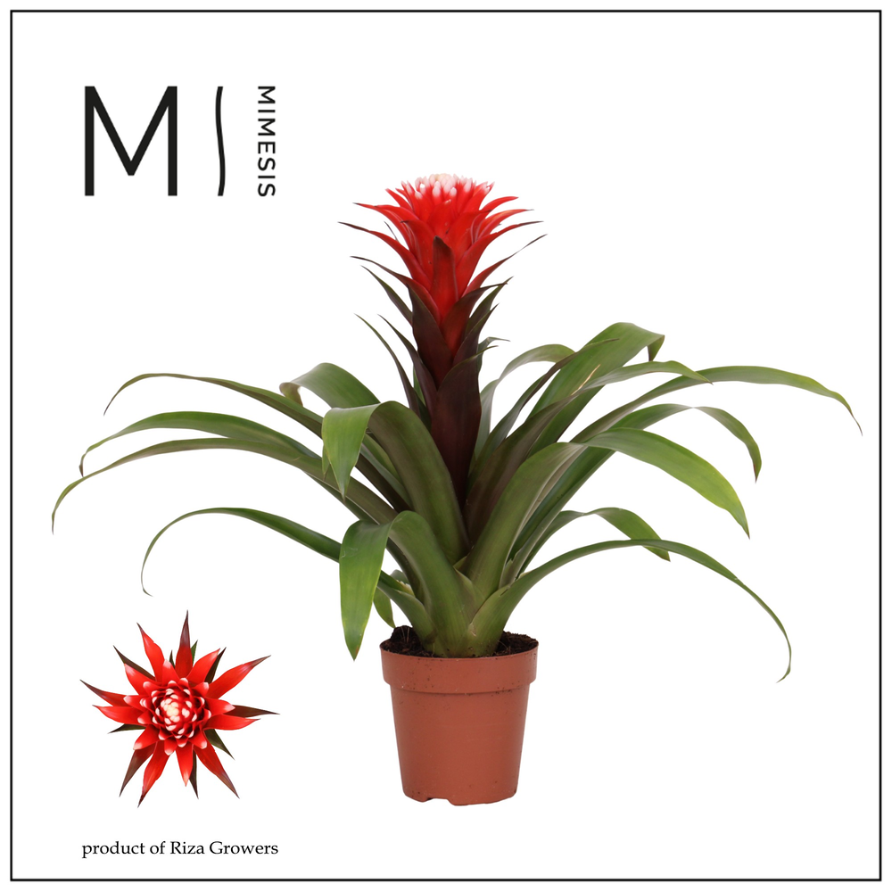 Mimesis Guzmania Rockyflower Hope - 12 cm.