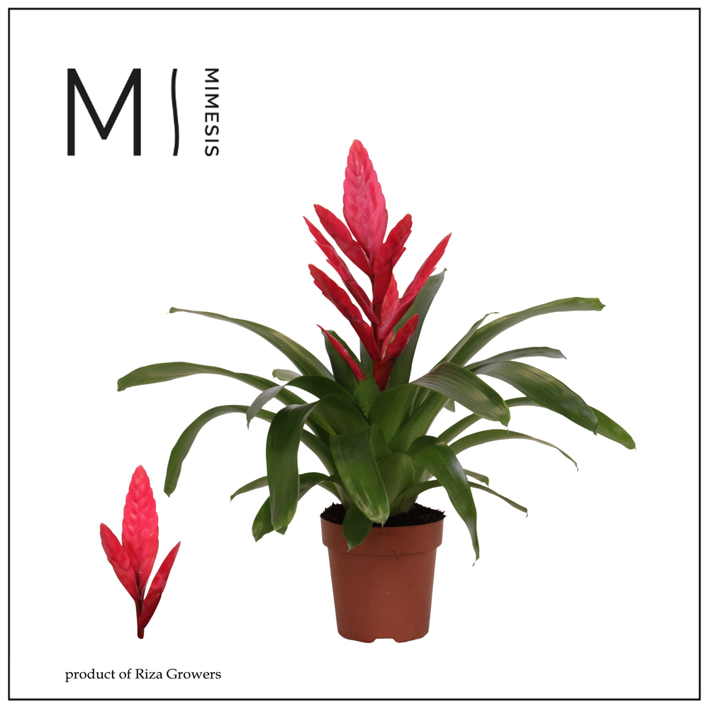 Mimesis Vriesea Intenso Pink -12 cm.
