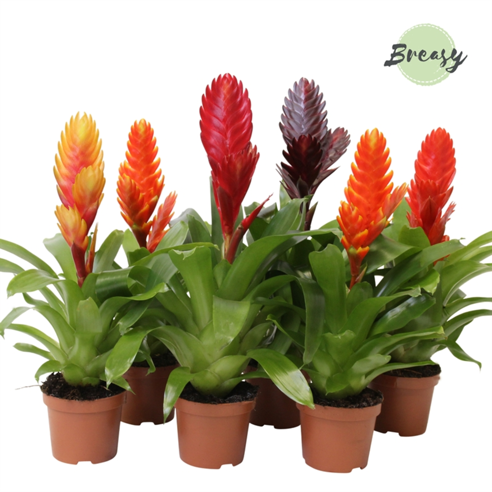 Vriesea Classic.