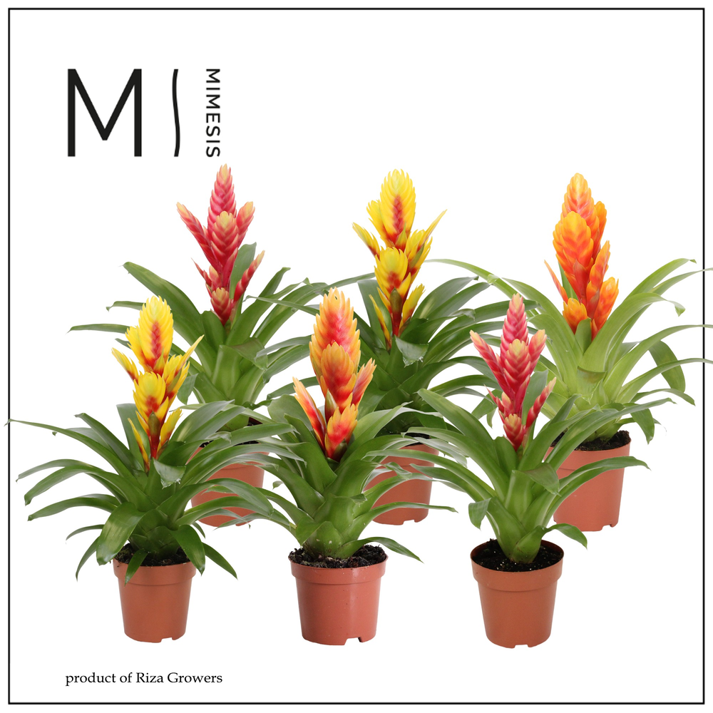 Mimesis Vriesea Cupcake - 12 cm.