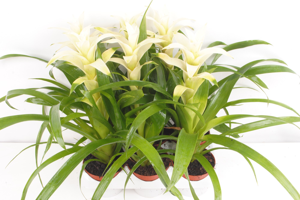 Guzmania Freeze.