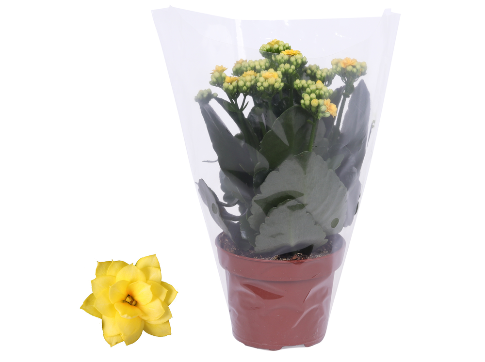 Kalanchoe Rosalina 12cm Don Amarillo geel, Blanco .