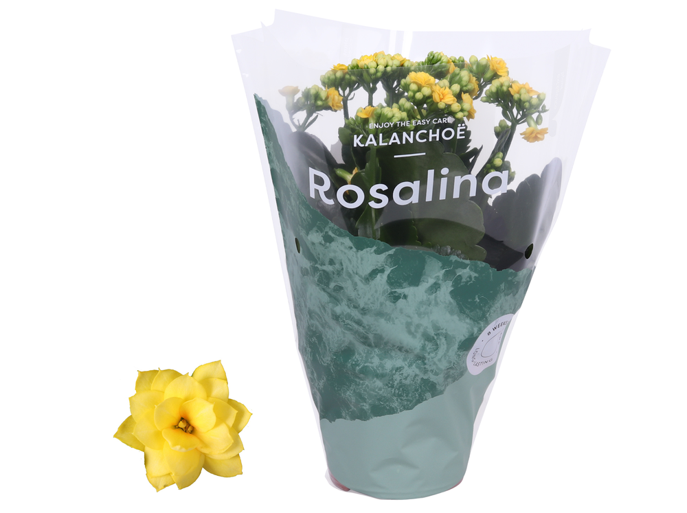 Kalanchoe Rosalina 12cm Don Amarillo geel.