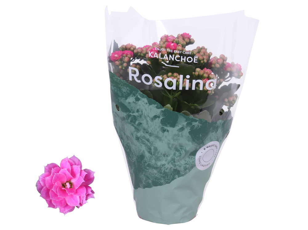 Kalanchoe Rosalina 12cm Don Nando roze.