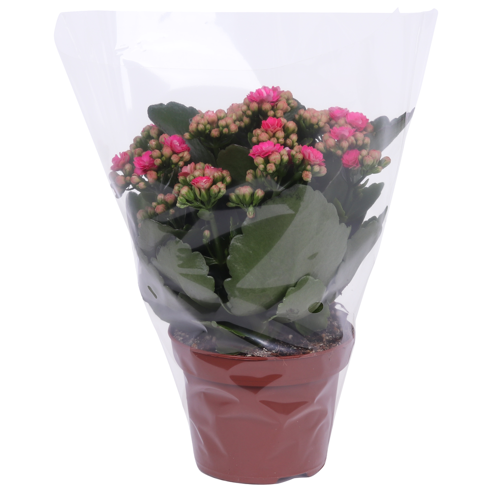 Kalanchoe Rosalina 12cm Don Nando roze, Blanco hoe.