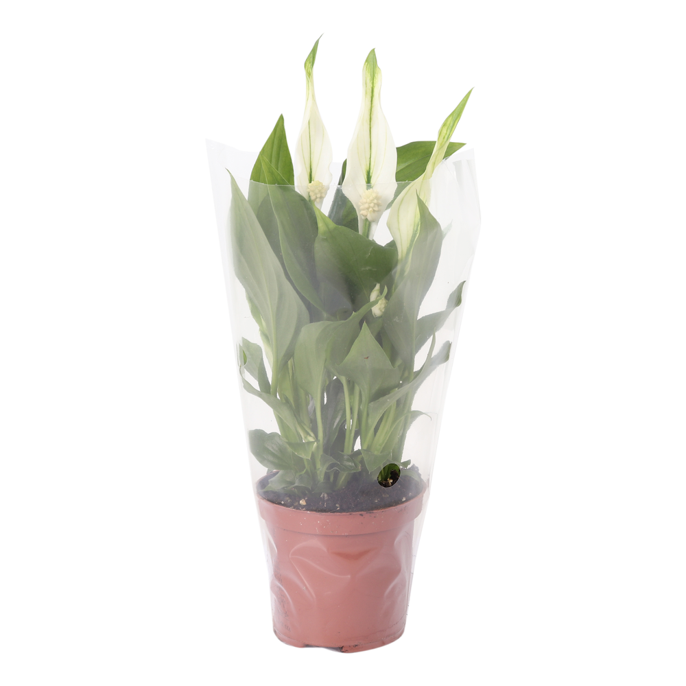 Spathiphyllum Cupido 7cm, blanco hoes.