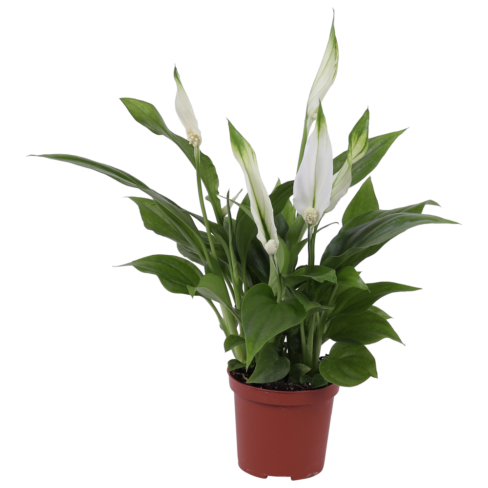 Spathiphyllum Pearl Cupido 7cm, zonder hoes.
