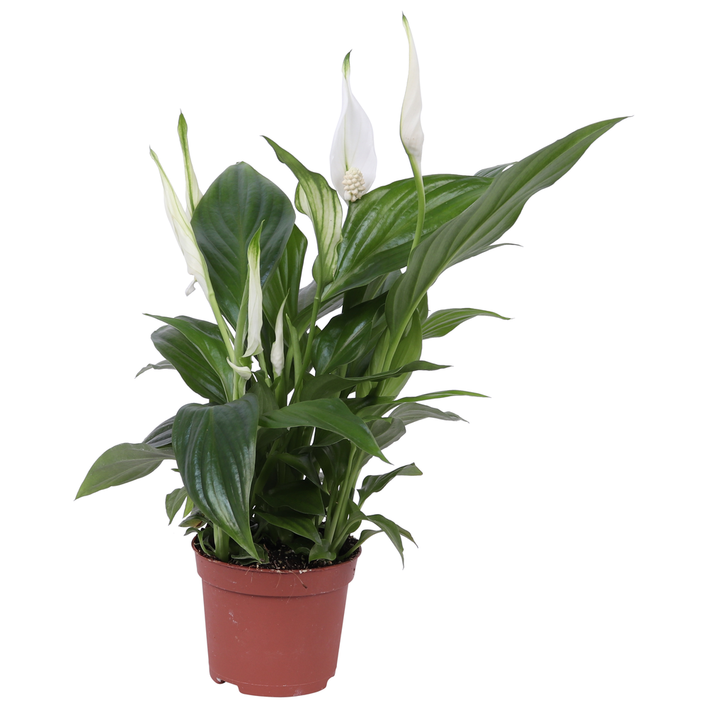 Spathiphyllum Pearl Cupido 9cm, zonder hoes.