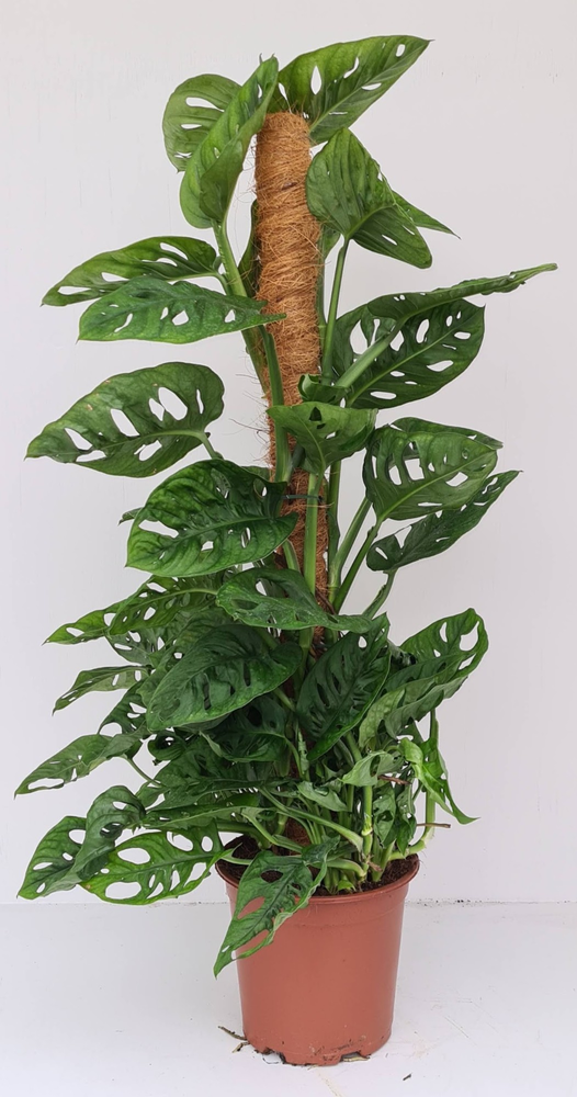 Monstera Andansonii.