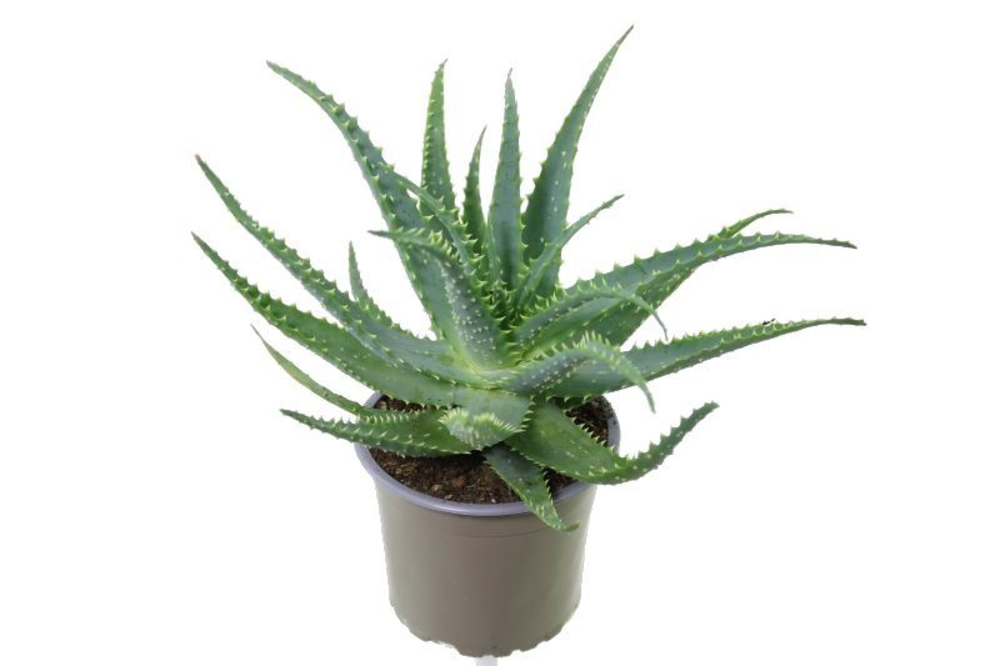 Aloe arborescens.