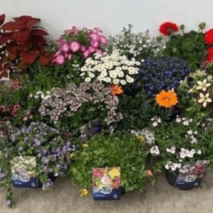 Perkplanten mix- laag