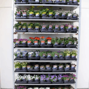 Vaste planten mix kar