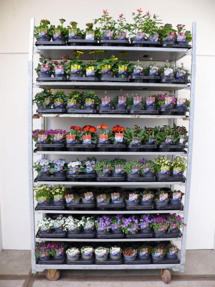 Vaste planten mix kar.