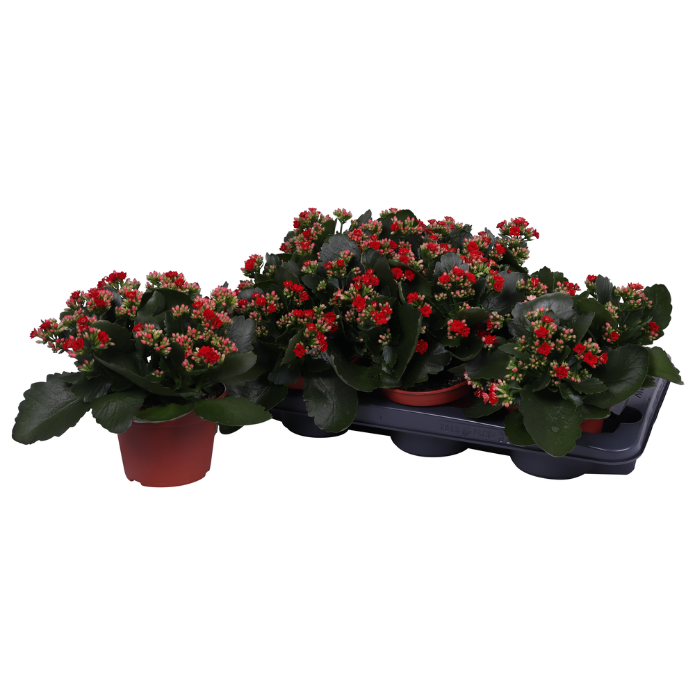 Kalanchoe Rosalina 15cm Don Justino rood, Zonder h.