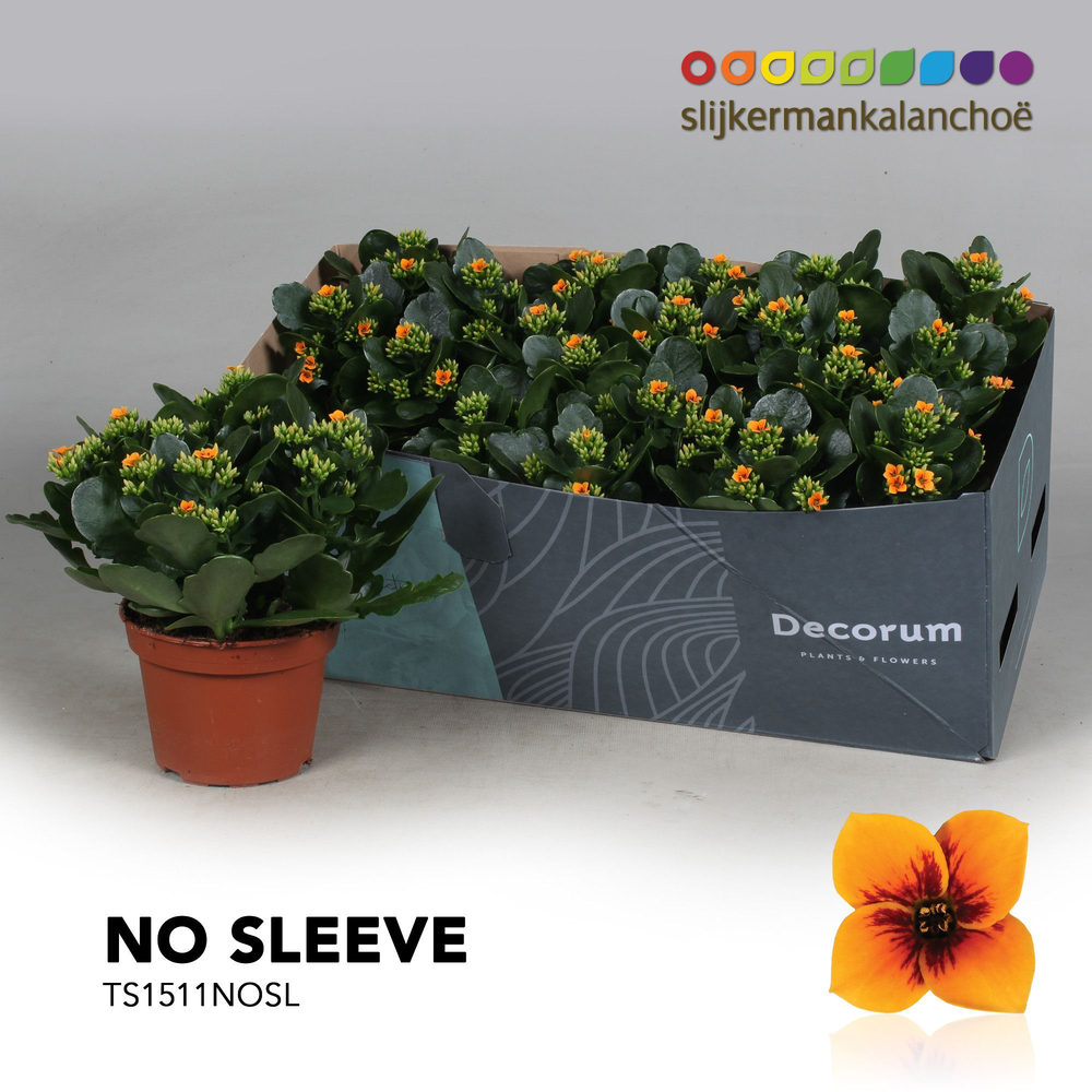 Kalanchoe No Sleeve - Tiger Orange Single.