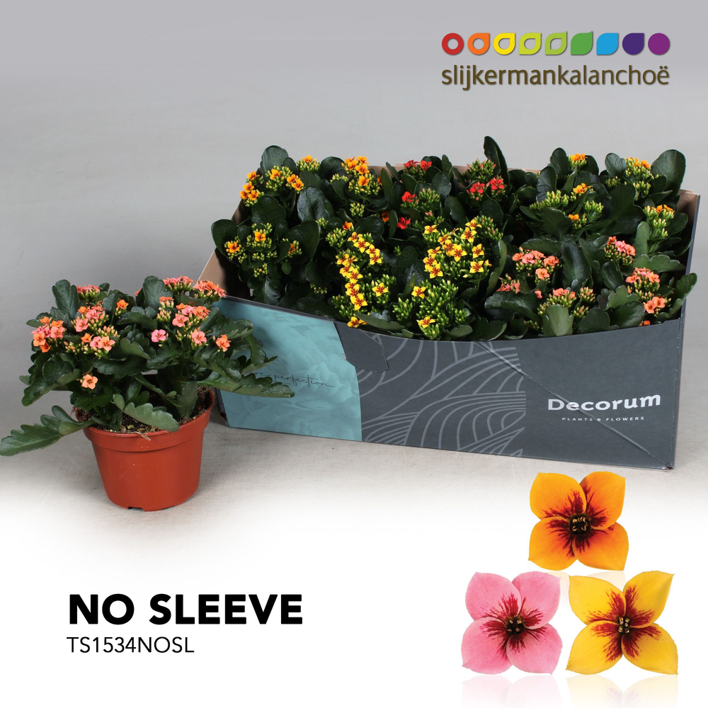 Kalanchoe No Sleeve - Tiger Mix.