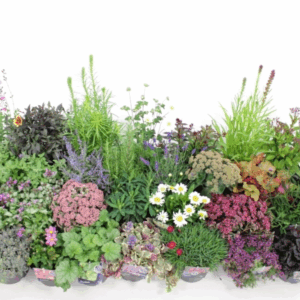 Vaste planten mixlaag