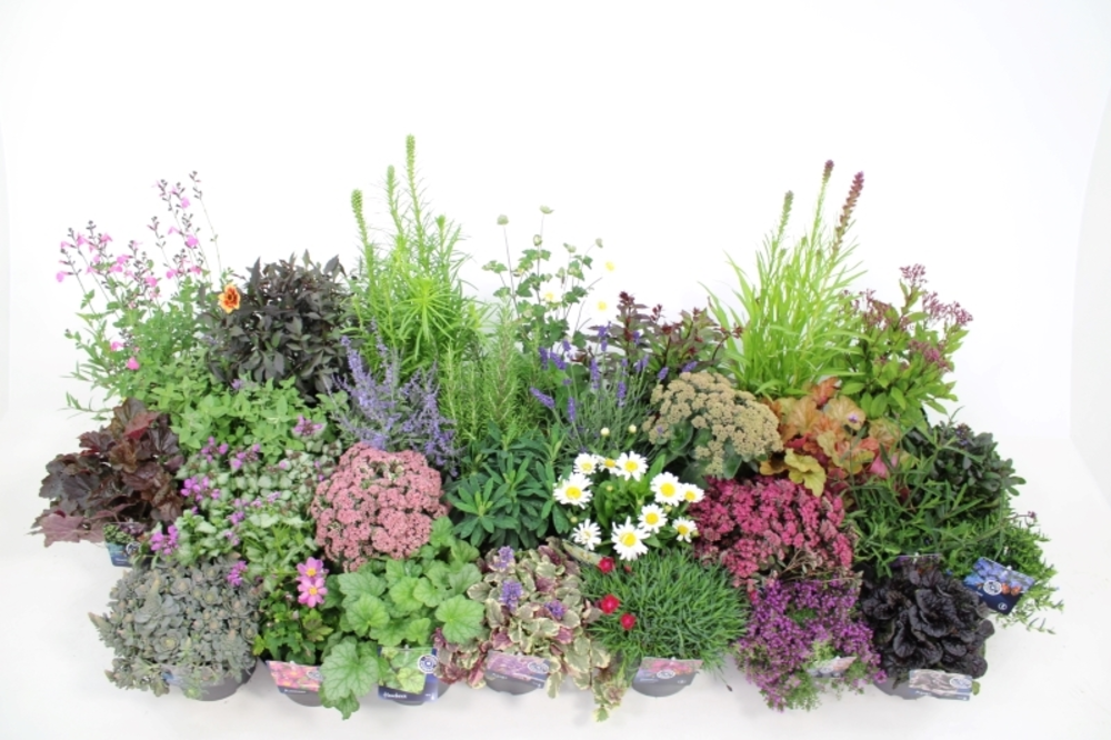 Vaste planten mixlaag.