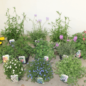 Vaste planten mixlaag