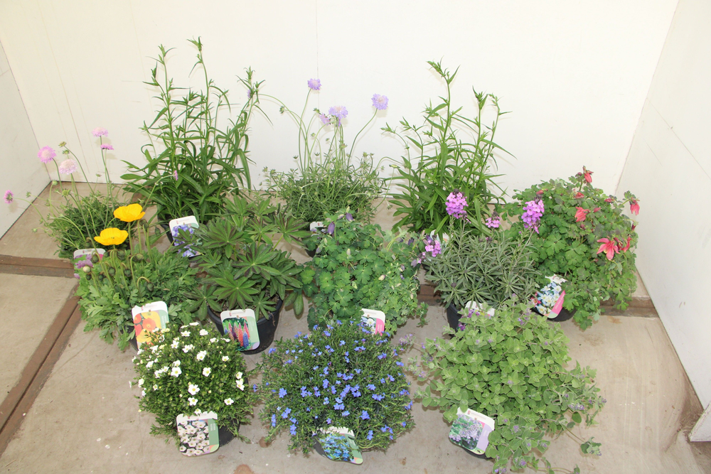 Vaste planten mixlaag.