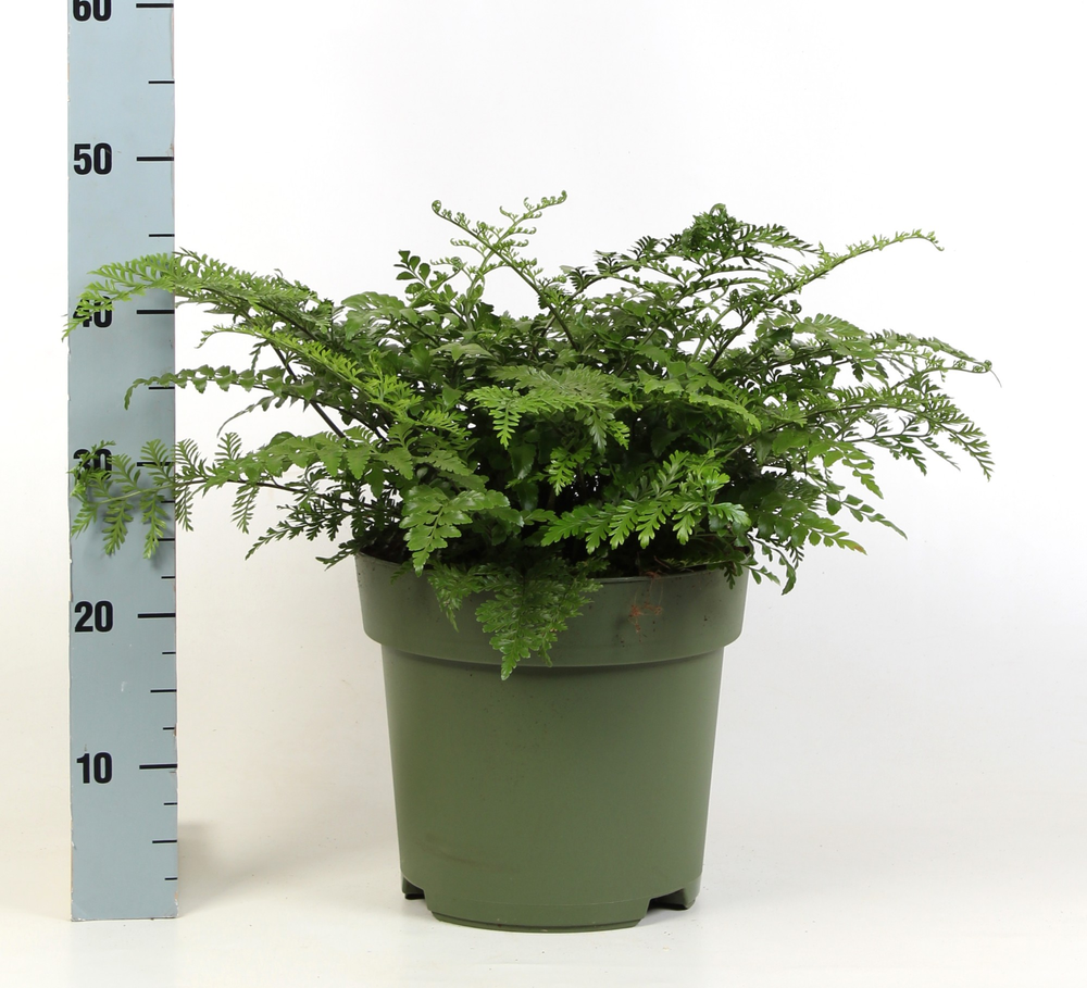Asplenium Parvati.