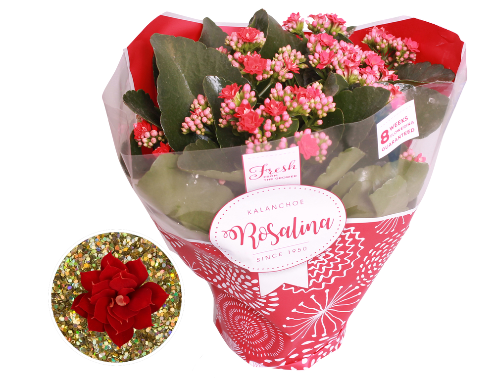 Kalanchoe Rosalina 15cm TST rood met glitter.