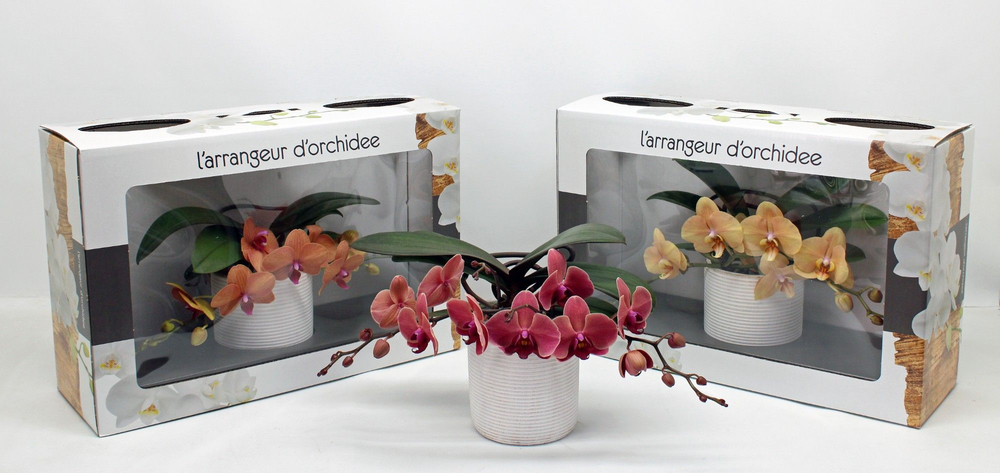 L'arrangeur D'orchidee ORANJE (RIJP).