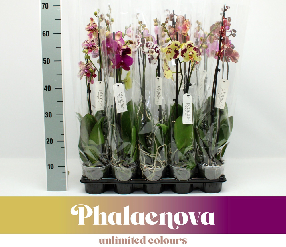 Gemengd Budget 70cm (GROEN).