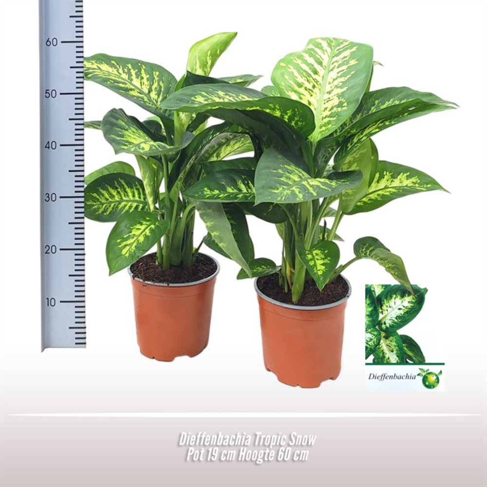 Dieffenbachia Tropic Snow.