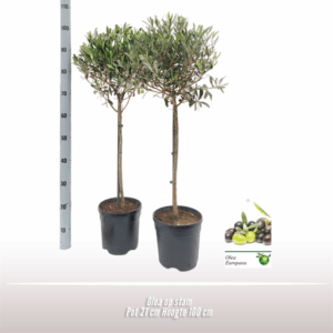 Olea op stam.