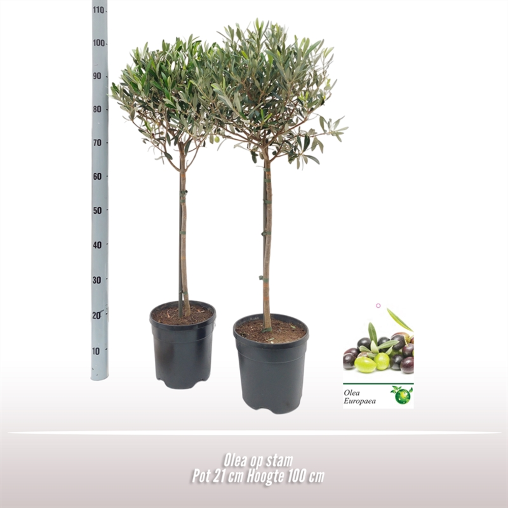 Olea op stam.