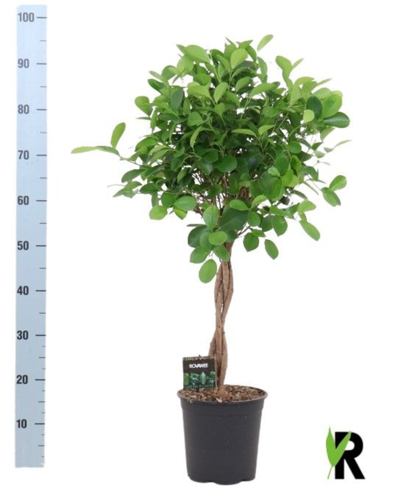 Ficus micr. Moclame gevlochten stam.