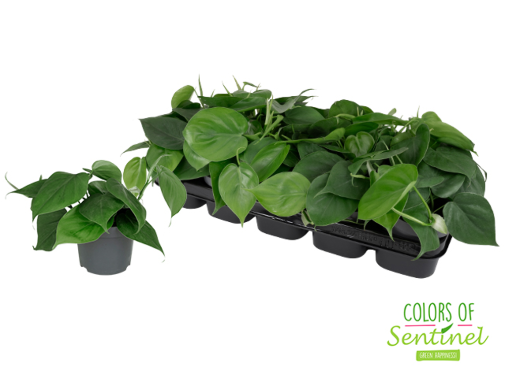 Philodendron Scandens.