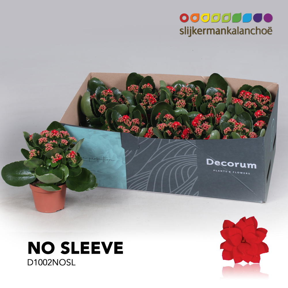 Kalanchoe No Sleeve - Red.