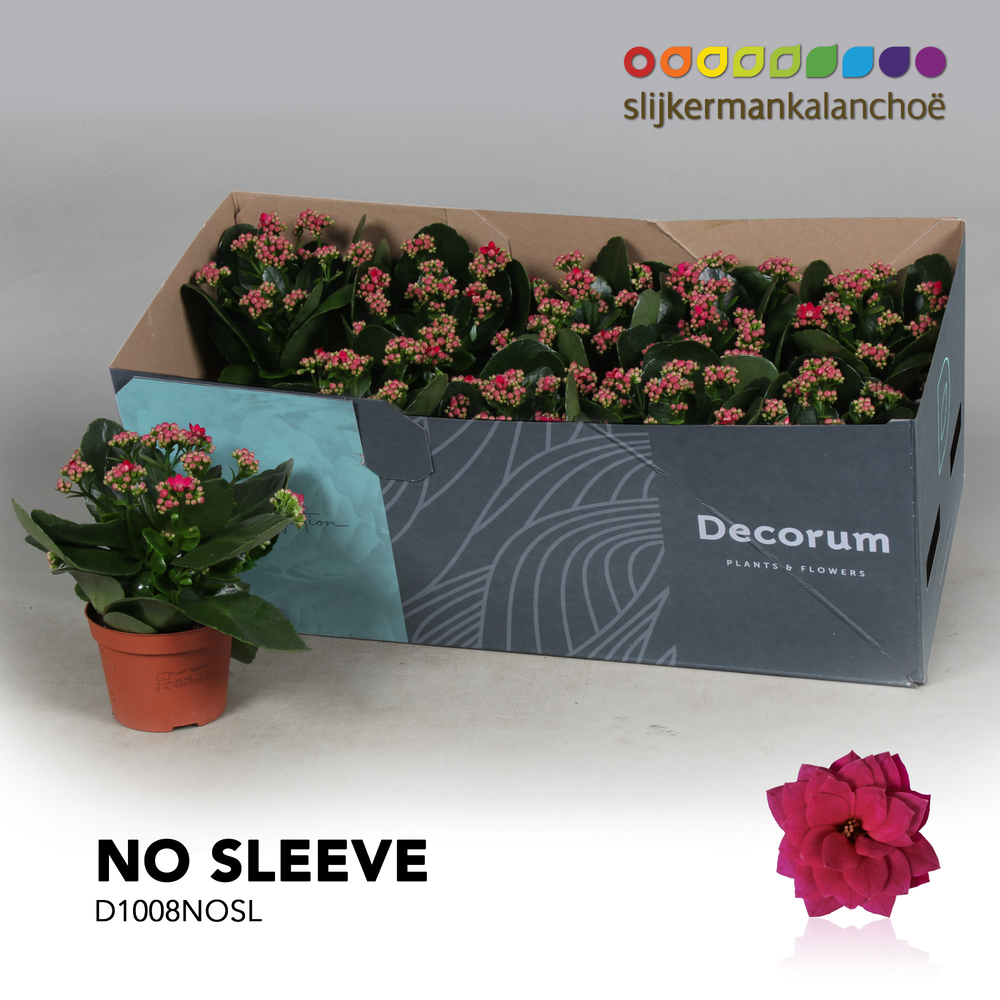 Kalanchoe No Sleeve - Purple.