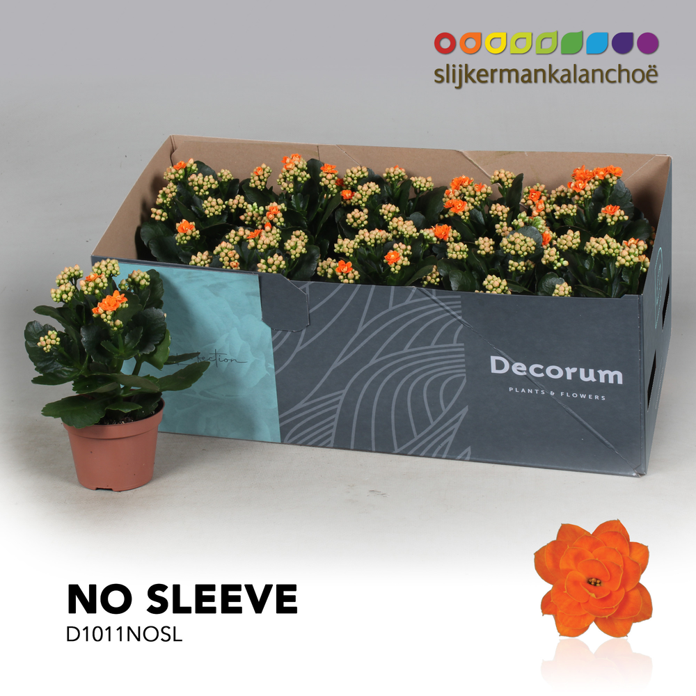 Kalanchoe No Sleeve - Orange.
