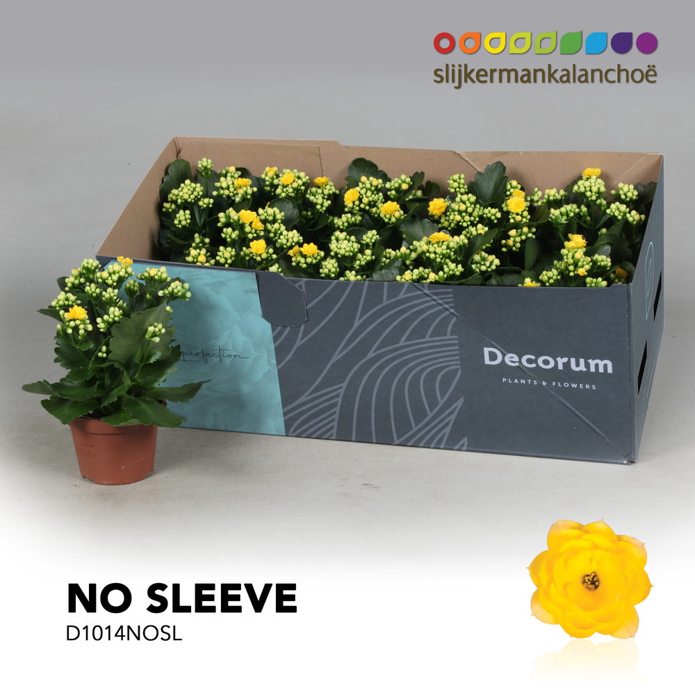 Kalanchoe No Sleeve - Yellow.