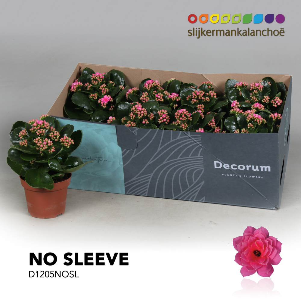 Kalanchoe No Sleeve - Pink.