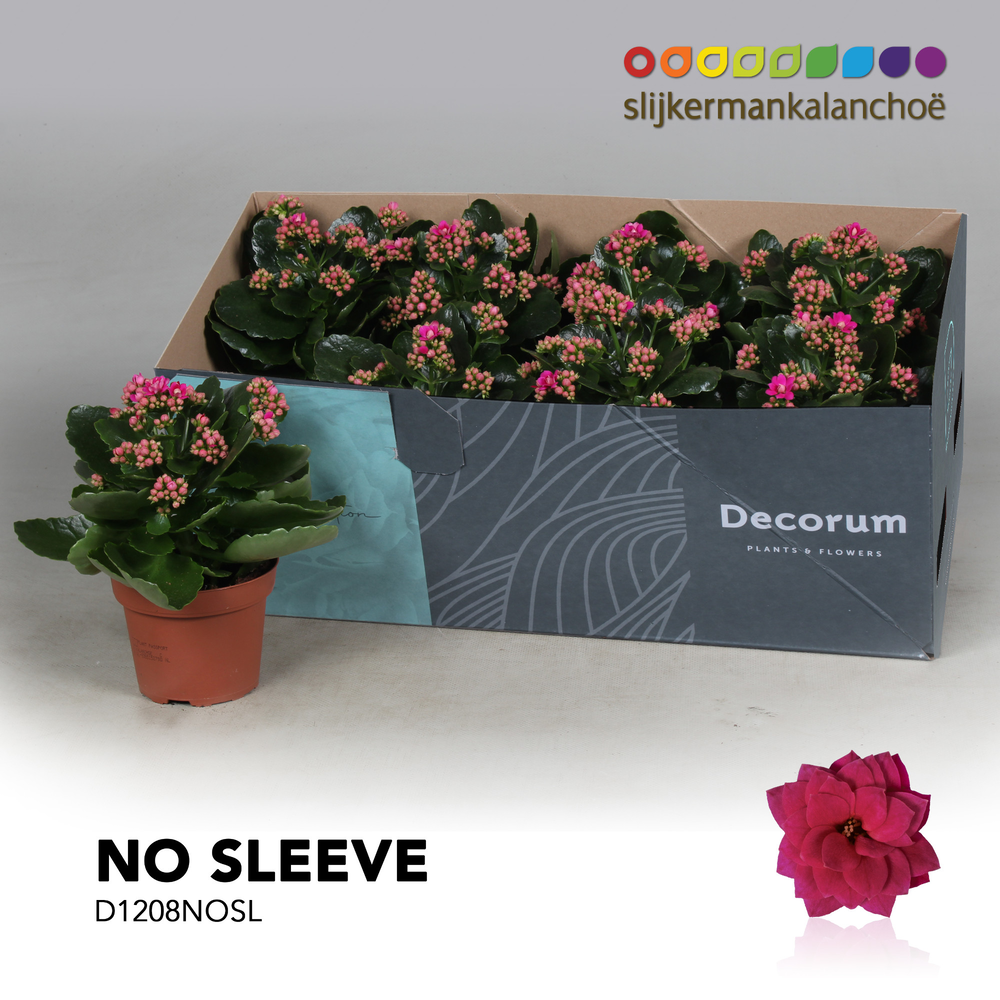Kalanchoe No Sleeve - Purple.