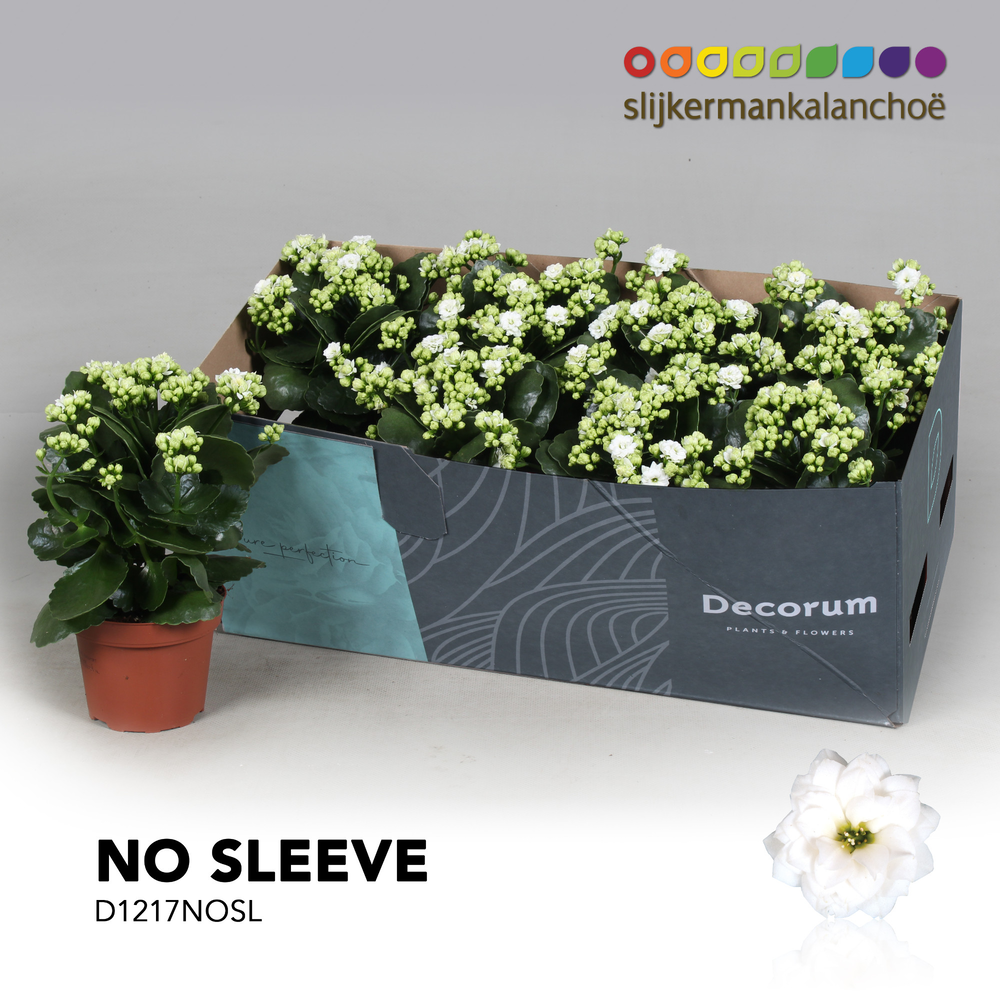 Kalanchoe No Sleeve - White.