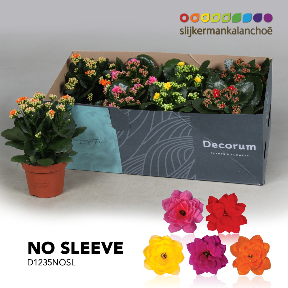 Kalanchoe No Sleeve - Mix 12cm.