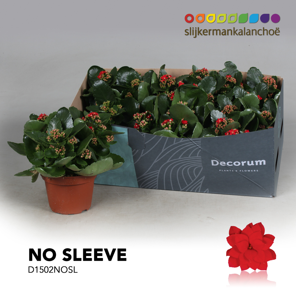 Kalanchoe No Sleeve- Red.