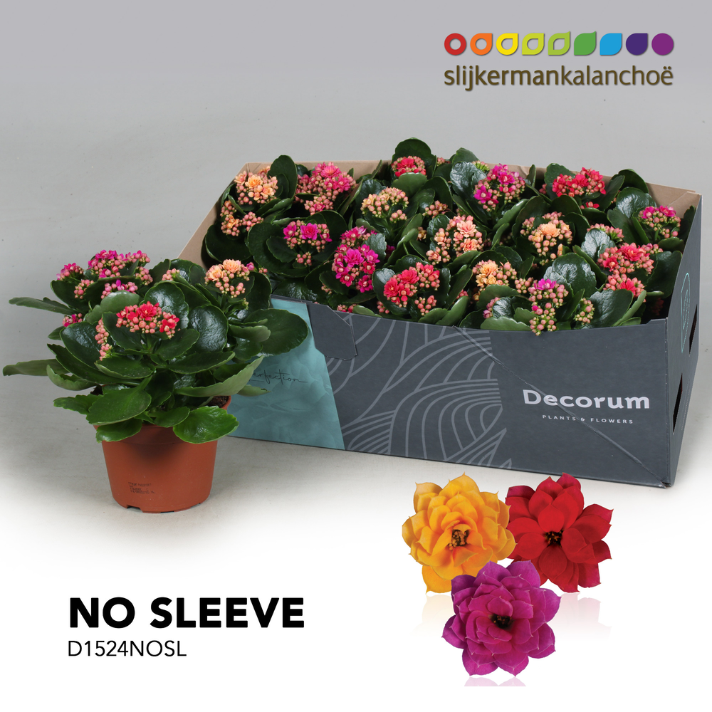 Kalanchoe No Sleeve - Carnaval.
